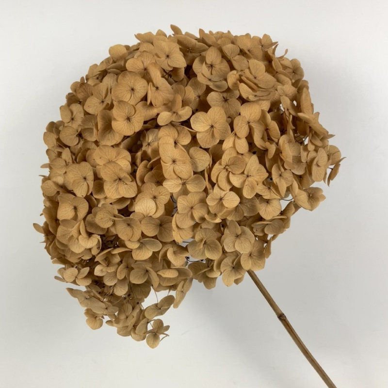 Säilinud Anna hortensia lilled, A-klassi, ühe varrega, DIY elutoa dekoreerimiseks, Dream Grass