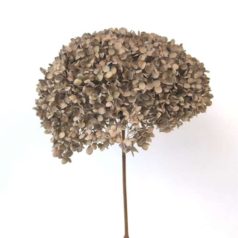 Säilinud Anna hortensia lilled, A-klassi, ühe varrega, DIY elutoa dekoreerimiseks, Dream Grass