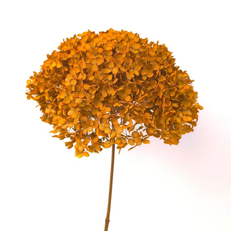 Säilinud Anna hortensia lilled, A-klassi, ühe varrega, DIY elutoa dekoreerimiseks, Dream Grass