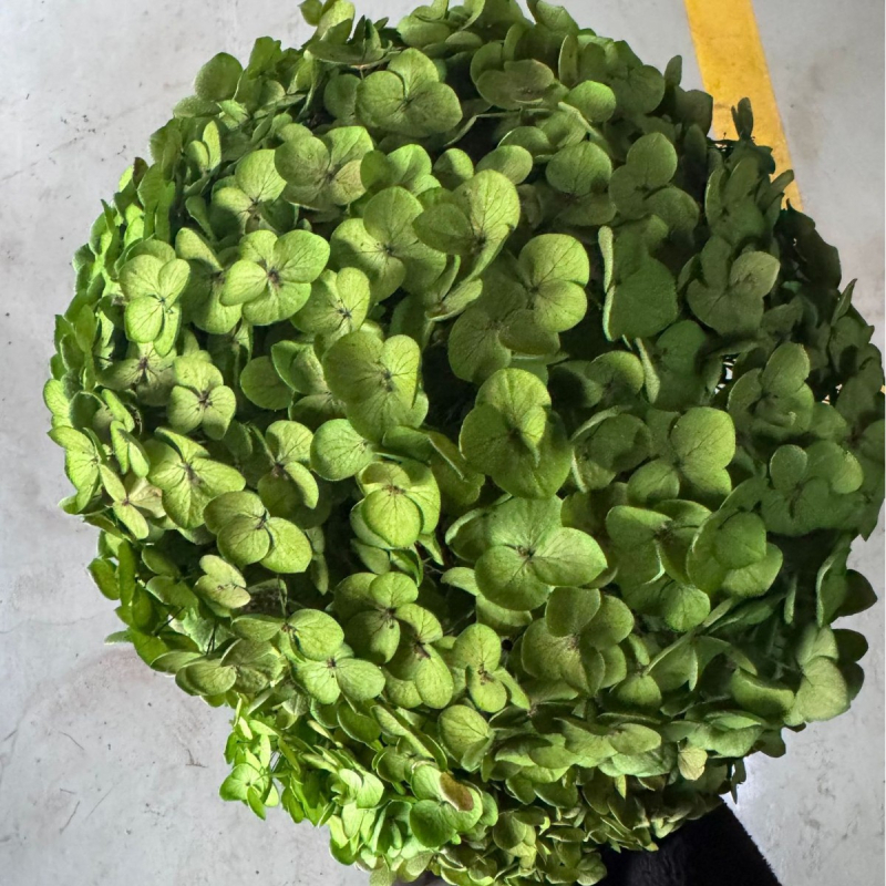 Säilinud Anna hortensia lilled, A-klassi, ühe varrega, DIY elutoa dekoreerimiseks, Dream Grass