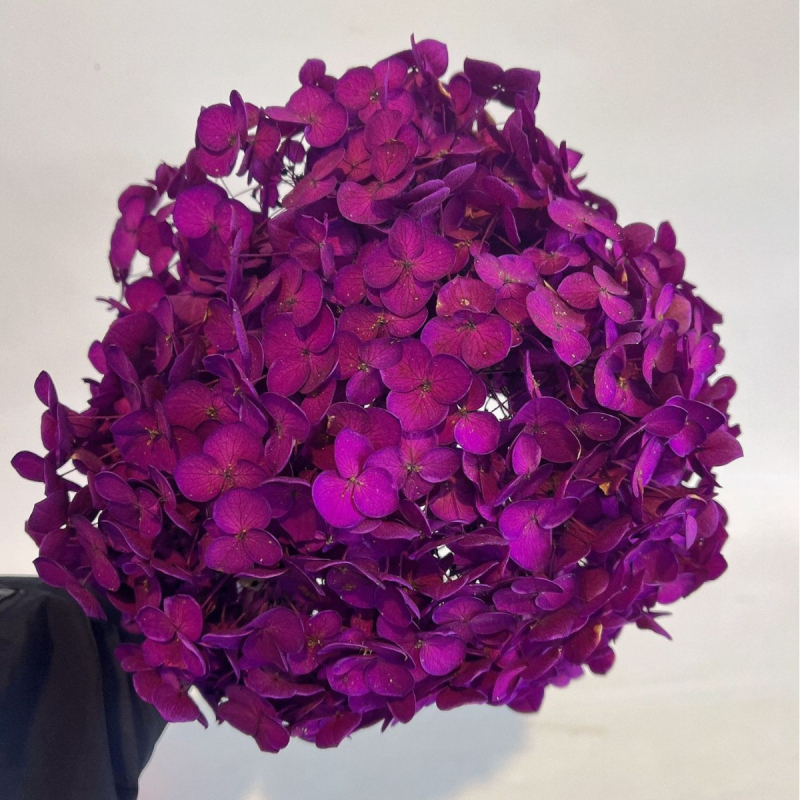 Säilinud Anna hortensia lilled, A-klassi, ühe varrega, DIY elutoa dekoreerimiseks, Dream Grass