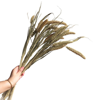 Kuivade lillede kimp, Wabi-Sabi stiil, Forget-me-not sortiment, värvimata, pakendatud Opp kotis