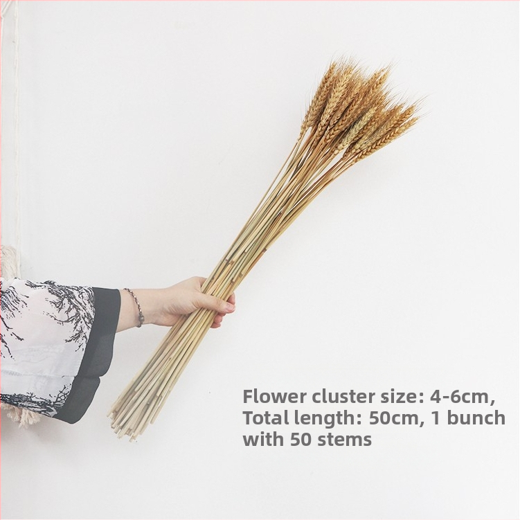 Kuivade lillede kimp, Wabi-Sabi stiil, Forget-me-not sortiment, värvimata, pakendatud Opp kotis