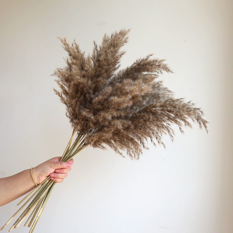 Kuivade lillede kimp, Wabi-Sabi stiil, Forget-me-not sortiment, värvimata, pakendatud Opp kotis