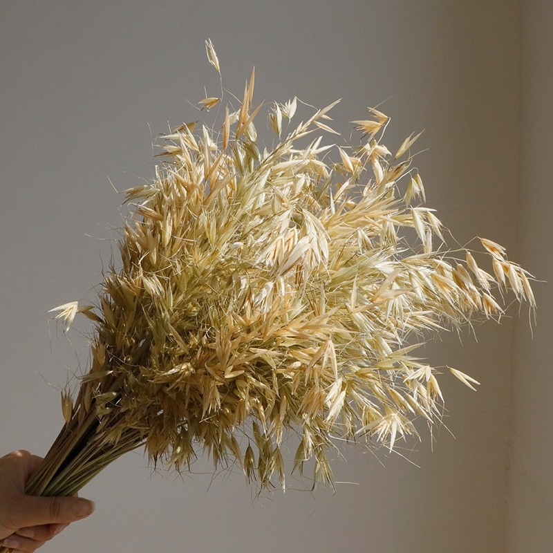 Kuivade lillede kimp, Wabi-Sabi stiil, Forget-me-not sortiment, värvimata, pakendatud Opp kotis