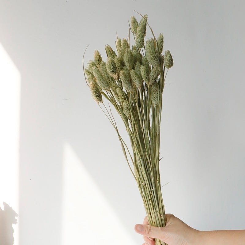 Kuivade lillede kimp, Wabi-Sabi stiil, Forget-me-not sortiment, värvimata, pakendatud Opp kotis