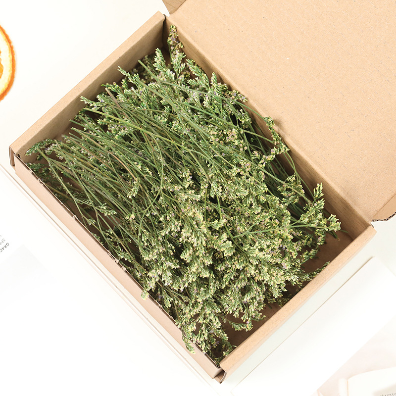 Lill – Starry Sky kuivatatud gypsophila, värvitud, DIY lillekimp komplekt karbis