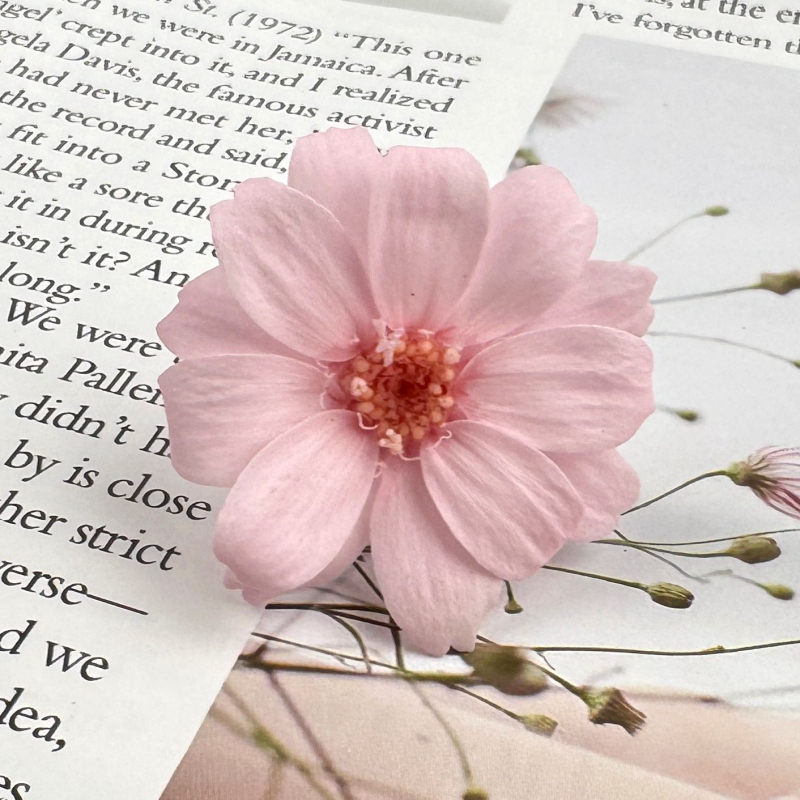 Kuivatatud Gerbera bukett – 12 varsi karbis; kinkeks sobiv paaridele, klassikaaslastele, mentoritele; tähtpäevad: pulmad, sünnipäev, üritused.