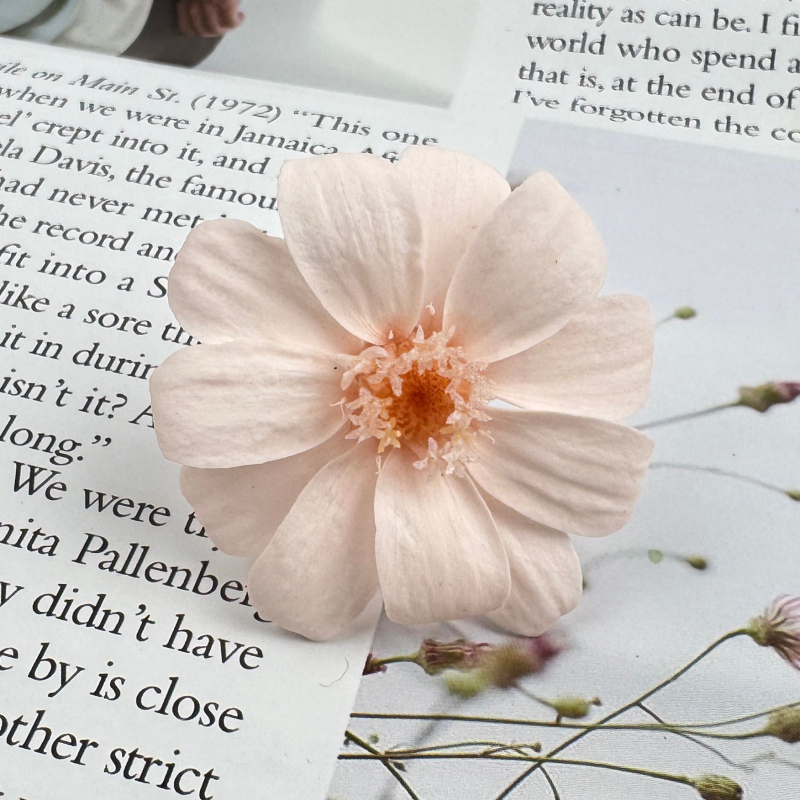 Kuivatatud Gerbera bukett – 12 varsi karbis; kinkeks sobiv paaridele, klassikaaslastele, mentoritele; tähtpäevad: pulmad, sünnipäev, üritused.