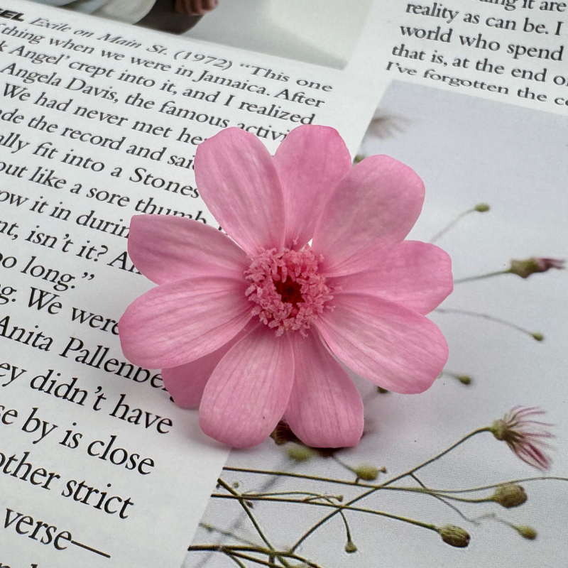 Kuivatatud Gerbera bukett – 12 varsi karbis; kinkeks sobiv paaridele, klassikaaslastele, mentoritele; tähtpäevad: pulmad, sünnipäev, üritused.