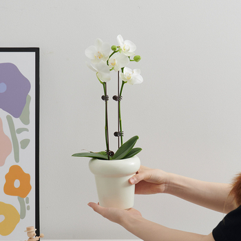 Phalaenopsis orhideja u keramičkoj posudi za desktop upotrebu, moderni minimalistički stil, prozračni dizajn, pečeni završni sloj