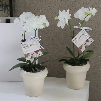 Phalaenopsis orhideja u keramičkoj posudi za desktop upotrebu, moderni minimalistički stil, prozračni dizajn, pečeni završni sloj