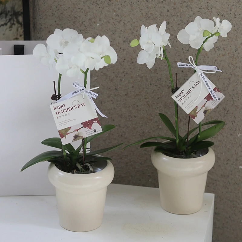 Phalaenopsis orhideja u keramičkoj posudi za desktop upotrebu, moderni minimalistički stil, prozračni dizajn, pečeni završni sloj