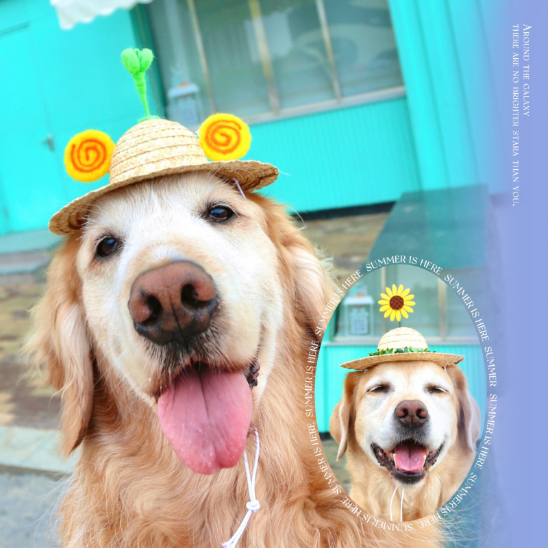 Rotacinė augintinio skrybėlė iš žolės su bambuko drugio motyvu, skirta šunims ir katėms - medžiaga: šilko gėlė, rudens sezonas, universalus naudojimas, raštas 69850