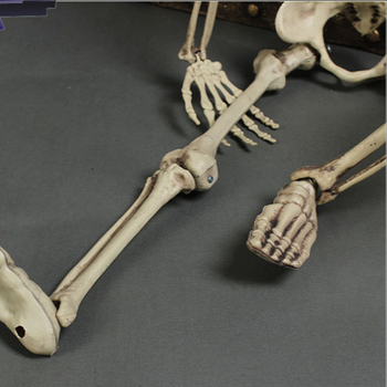 Helovīna telpas noformējuma rekvizīts – plastmasa, zīmols War horse, kategorija galvas skelets