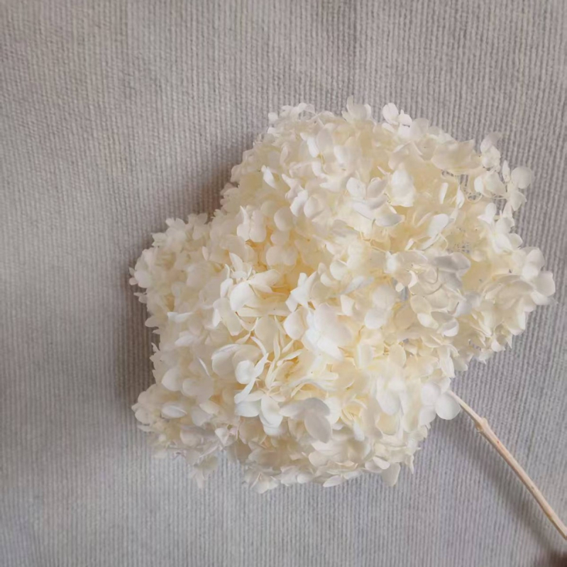 Anna hortenzija — sačuvano cvijeće, ručno izrađene dekoracije za dom i vjenčanja; Marka: Everlasting Anna Hydrangea; Materijal: sačuvano cvijeće; Sorte: Anna
