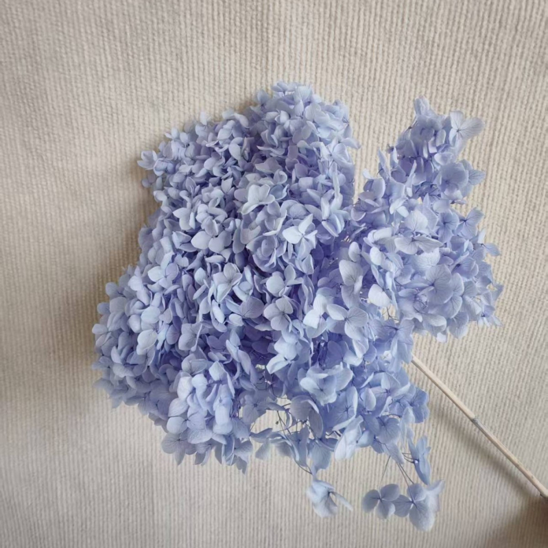 Anna hortenzija — sačuvano cvijeće, ručno izrađene dekoracije za dom i vjenčanja; Marka: Everlasting Anna Hydrangea; Materijal: sačuvano cvijeće; Sorte: Anna