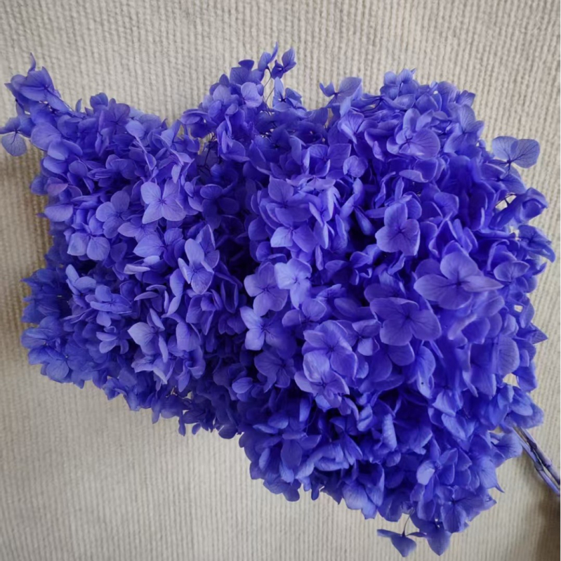 Anna hortenzija — sačuvano cvijeće, ručno izrađene dekoracije za dom i vjenčanja; Marka: Everlasting Anna Hydrangea; Materijal: sačuvano cvijeće; Sorte: Anna
