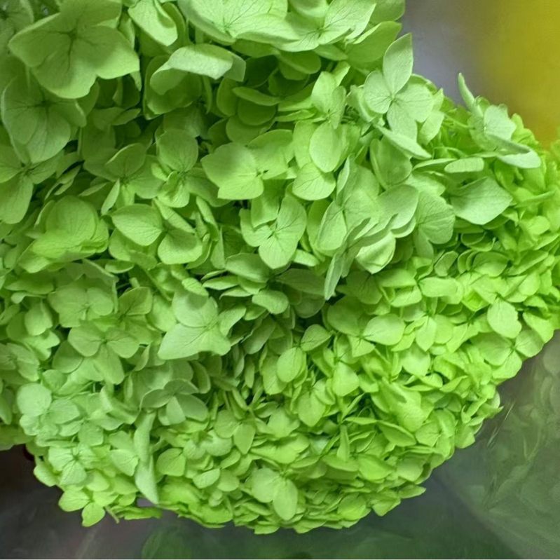 Anna hortenzija — sačuvano cvijeće, ručno izrađene dekoracije za dom i vjenčanja; Marka: Everlasting Anna Hydrangea; Materijal: sačuvano cvijeće; Sorte: Anna