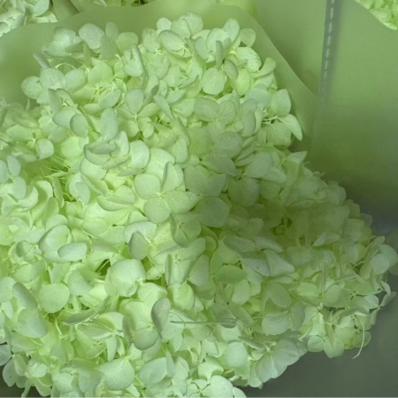 Anna hortenzija — sačuvano cvijeće, ručno izrađene dekoracije za dom i vjenčanja; Marka: Everlasting Anna Hydrangea; Materijal: sačuvano cvijeće; Sorte: Anna