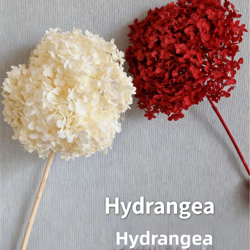 Anna hortenzia — zachované kvety, ručne vyrobené dekorácie pre dom a podujatia; Značka: Everlasting Anna Hydrangea; Materiál: zachované kvety; Odroda: Anna