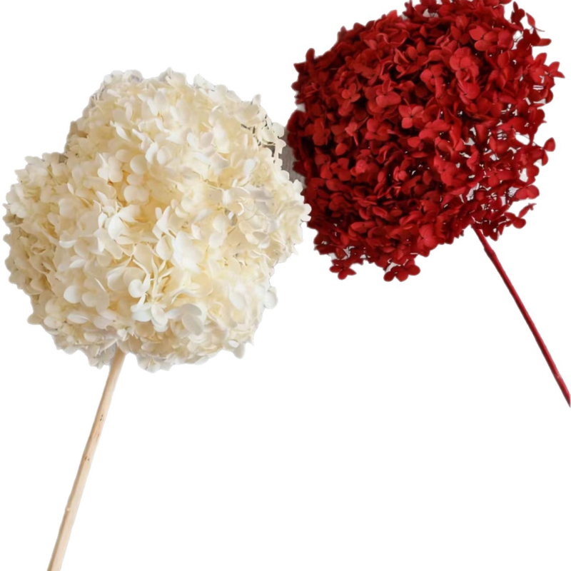 Anna hortenzija — sačuvano cvijeće, ručno izrađene dekoracije za dom i vjenčanja; Marka: Everlasting Anna Hydrangea; Materijal: sačuvano cvijeće; Sorte: Anna