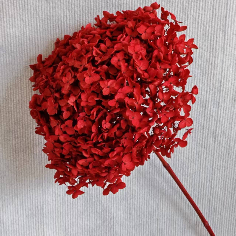 Anna hortenzija — sačuvano cvijeće, ručno izrađene dekoracije za dom i vjenčanja; Marka: Everlasting Anna Hydrangea; Materijal: sačuvano cvijeće; Sorte: Anna
