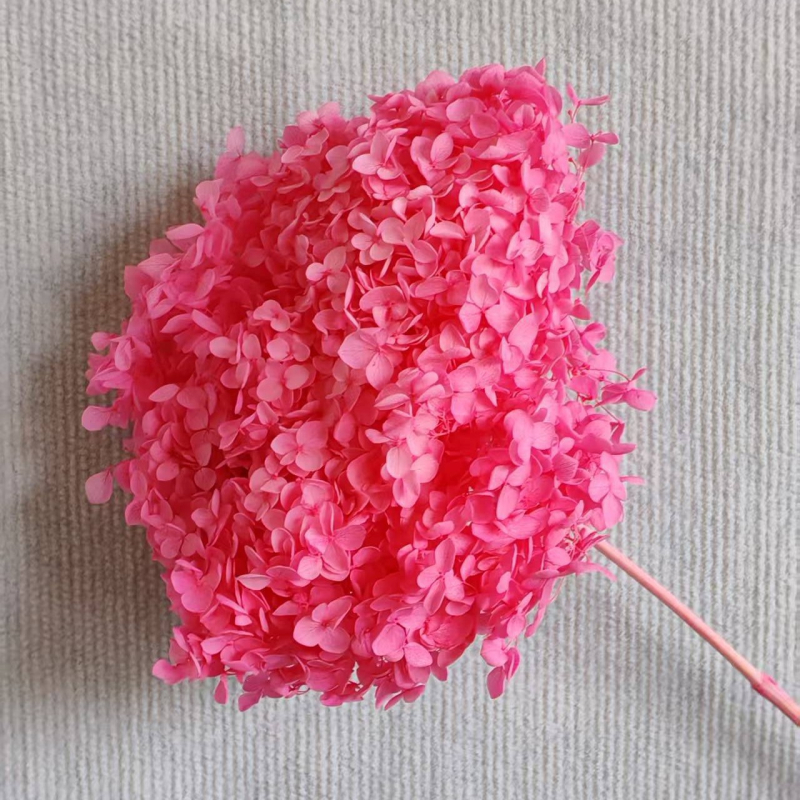 Anna hortenzija — sačuvano cvijeće, ručno izrađene dekoracije za dom i vjenčanja; Marka: Everlasting Anna Hydrangea; Materijal: sačuvano cvijeće; Sorte: Anna