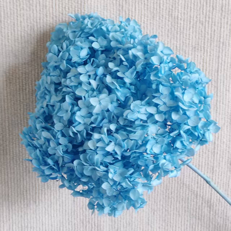 Anna hortenzija — sačuvano cvijeće, ručno izrađene dekoracije za dom i vjenčanja; Marka: Everlasting Anna Hydrangea; Materijal: sačuvano cvijeće; Sorte: Anna
