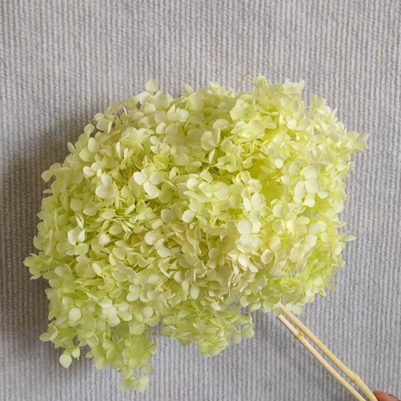 Anna hortenzija — sačuvano cvijeće, ručno izrađene dekoracije za dom i vjenčanja; Marka: Everlasting Anna Hydrangea; Materijal: sačuvano cvijeće; Sorte: Anna