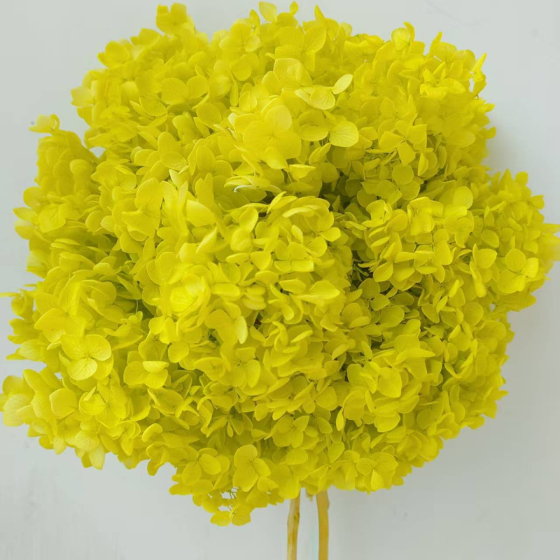 Anna hortenzija — sačuvano cvijeće, ručno izrađene dekoracije za dom i vjenčanja; Marka: Everlasting Anna Hydrangea; Materijal: sačuvano cvijeće; Sorte: Anna