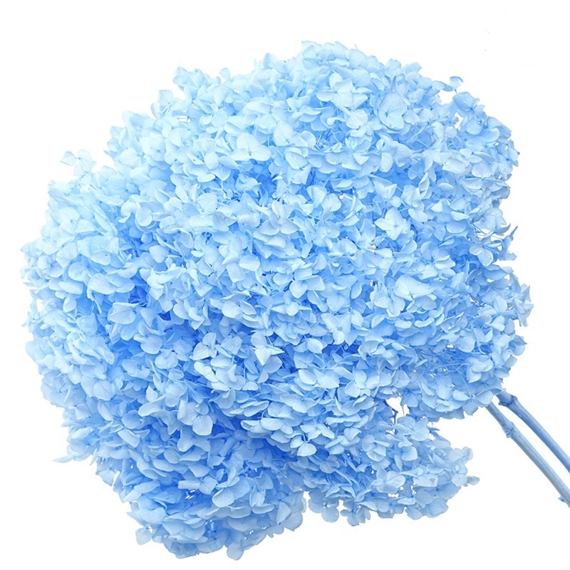 Anna hortenzija — sačuvano cvijeće, ručno izrađene dekoracije za dom i vjenčanja; Marka: Everlasting Anna Hydrangea; Materijal: sačuvano cvijeće; Sorte: Anna