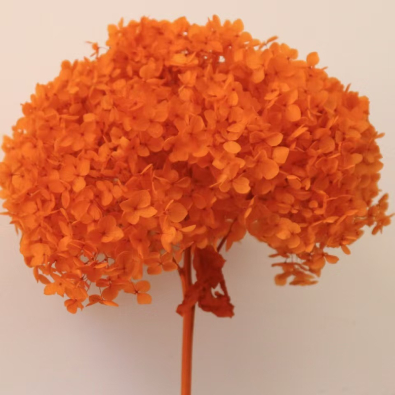 Anna hortenzija — sačuvano cvijeće, ručno izrađene dekoracije za dom i vjenčanja; Marka: Everlasting Anna Hydrangea; Materijal: sačuvano cvijeće; Sorte: Anna