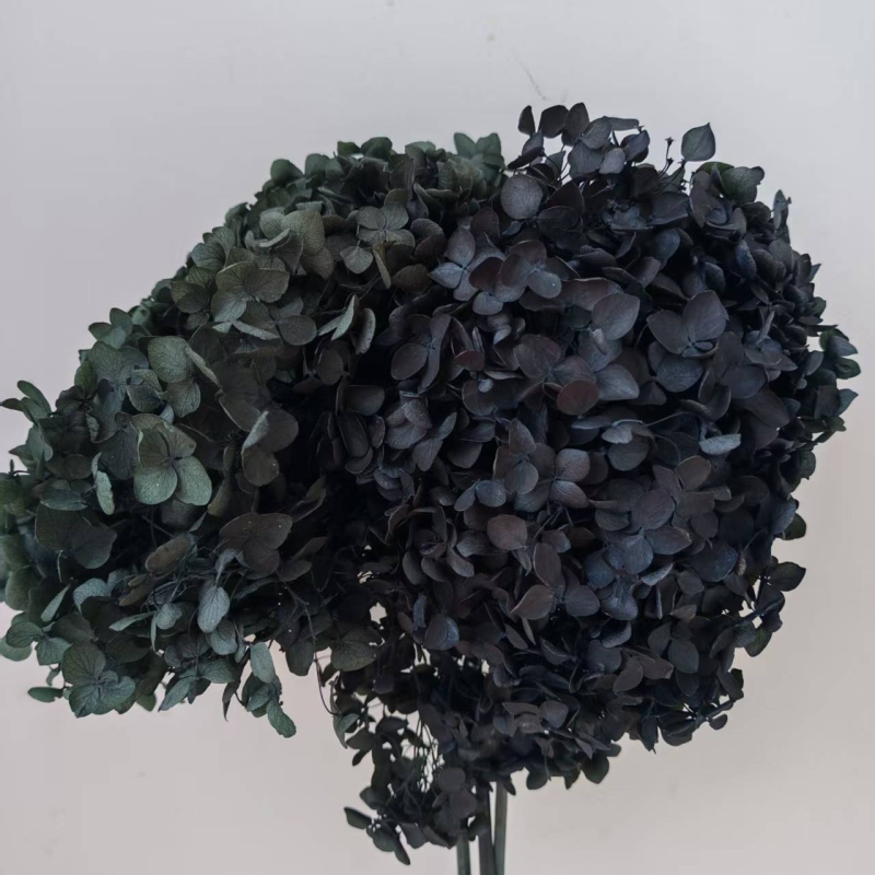 Anna hortenzija — sačuvano cvijeće, ručno izrađene dekoracije za dom i vjenčanja; Marka: Everlasting Anna Hydrangea; Materijal: sačuvano cvijeće; Sorte: Anna