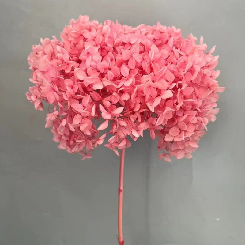 Anna hortenzija — sačuvano cvijeće, ručno izrađene dekoracije za dom i vjenčanja; Marka: Everlasting Anna Hydrangea; Materijal: sačuvano cvijeće; Sorte: Anna