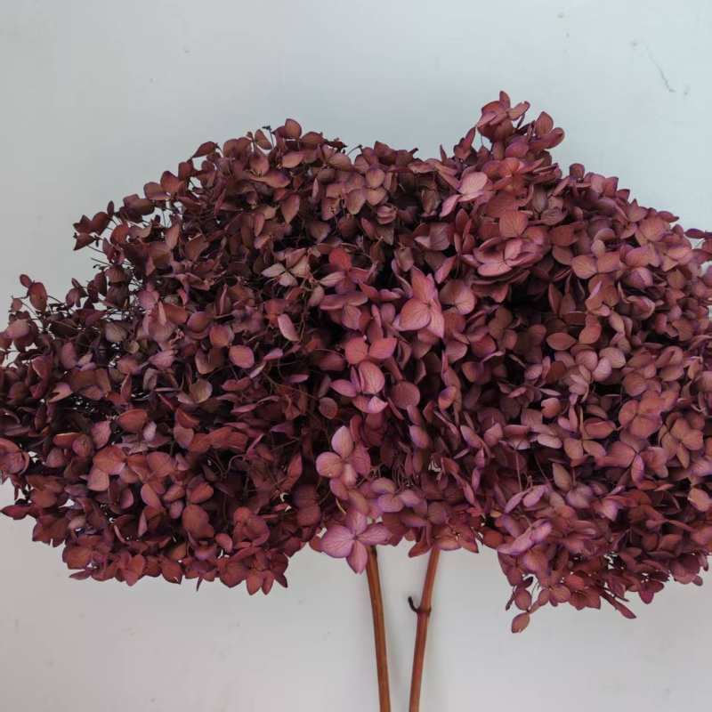 Anna hortenzija — sačuvano cvijeće, ručno izrađene dekoracije za dom i vjenčanja; Marka: Everlasting Anna Hydrangea; Materijal: sačuvano cvijeće; Sorte: Anna