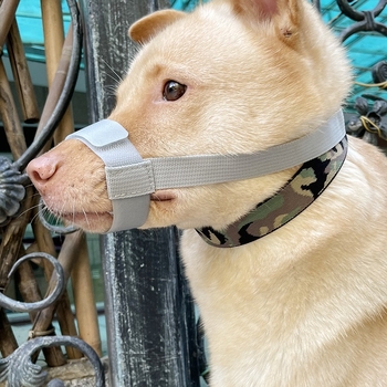 Suņa mute aizsargs, novēršot kodienu un riešanu, īss mutes dizains, mājdzīvnieku maska, materiāls: zīda zieds