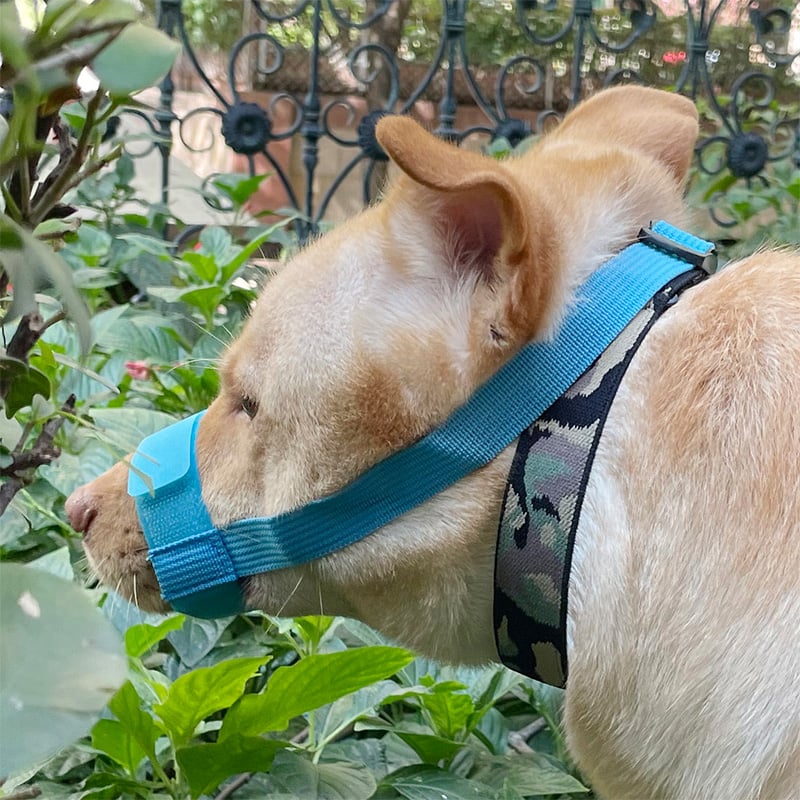 Suņa mute aizsargs, novēršot kodienu un riešanu, īss mutes dizains, mājdzīvnieku maska, materiāls: zīda zieds