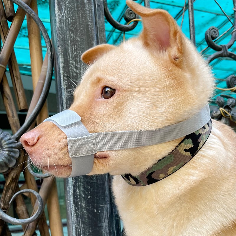 Suņa mute aizsargs, novēršot kodienu un riešanu, īss mutes dizains, mājdzīvnieku maska, materiāls: zīda zieds