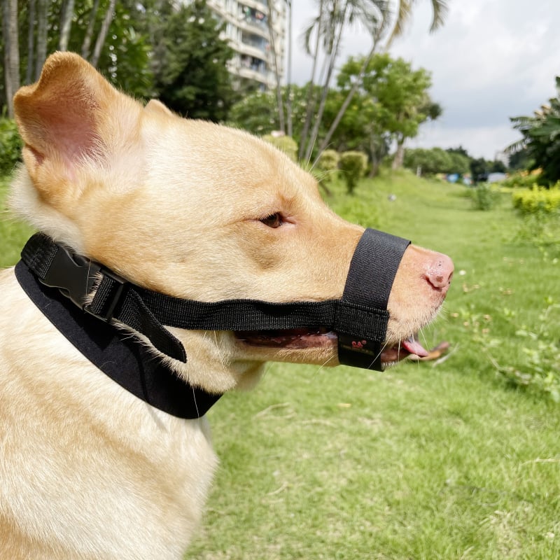 Suņa mute aizsargs, novēršot kodienu un riešanu, īss mutes dizains, mājdzīvnieku maska, materiāls: zīda zieds