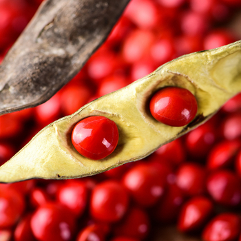 DIY ékszerekhez Bodhi magvak akácból — kézzel készített, lyukas gyöngyök karkötőkhez