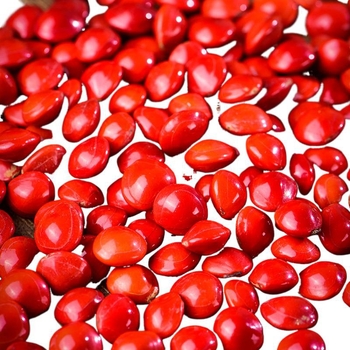 DIY ékszerekhez Bodhi magvak akácból — kézzel készített, lyukas gyöngyök karkötőkhez