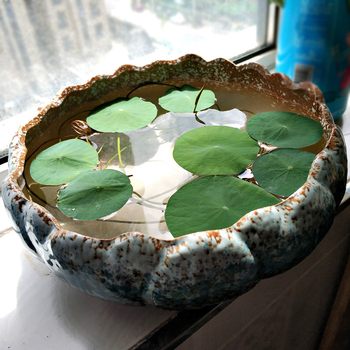 Keraminė vazonas hidroponinėms augalams, stovi ant grindų, klasikinio stiliaus, namų sodininkystei