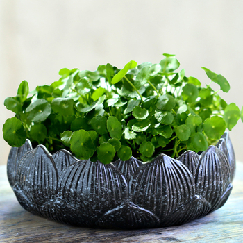 Keraminė vazonas hidroponinėms augalams, stovi ant grindų, klasikinio stiliaus, namų sodininkystei