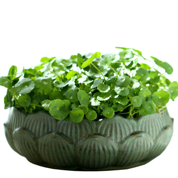 Keraminė vazonas hidroponinėms augalams, stovi ant grindų, klasikinio stiliaus, namų sodininkystei