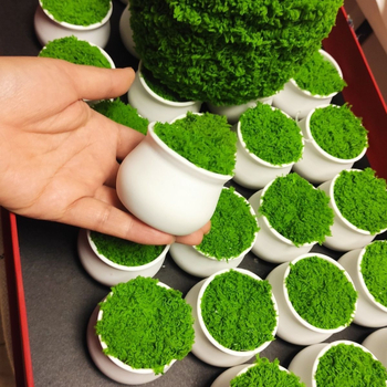 Lillepott, plastikust, põrandal seisev, Euroopa stiil, koduaiandus