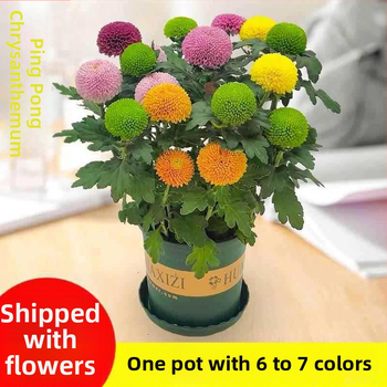 Phd prekės ženklas krizantema vazonėlyje su žiedais - keturi sezonai žydėjimo, tinka balkonui, stalui ir svetainei; įprasta temperatūra, neutralus apšvietimas