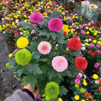 Phd prekės ženklas krizantema vazonėlyje su žiedais - keturi sezonai žydėjimo, tinka balkonui, stalui ir svetainei; įprasta temperatūra, neutralus apšvietimas