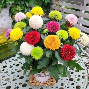 Phd prekės ženklas krizantema vazonėlyje su žiedais - keturi sezonai žydėjimo, tinka balkonui, stalui ir svetainei; įprasta temperatūra, neutralus apšvietimas