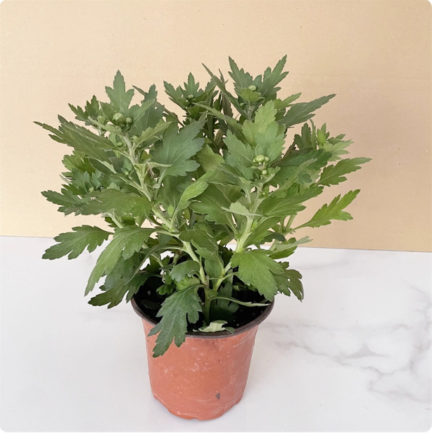 Phd prekės ženklas krizantema vazonėlyje su žiedais - keturi sezonai žydėjimo, tinka balkonui, stalui ir svetainei; įprasta temperatūra, neutralus apšvietimas